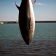 Image for article titled Uh Oh: Radioactive Bluefin Tuna Appear on the Coast of California